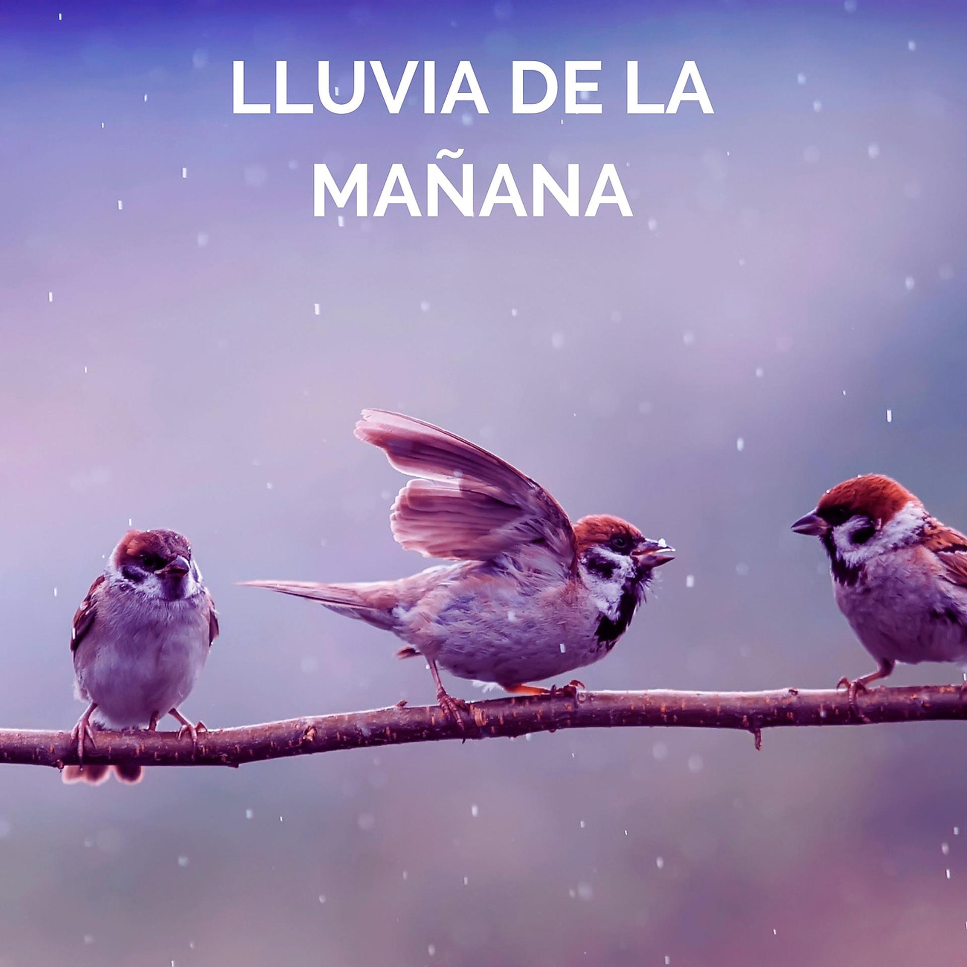 Постер альбома Lluvia De La Mañana