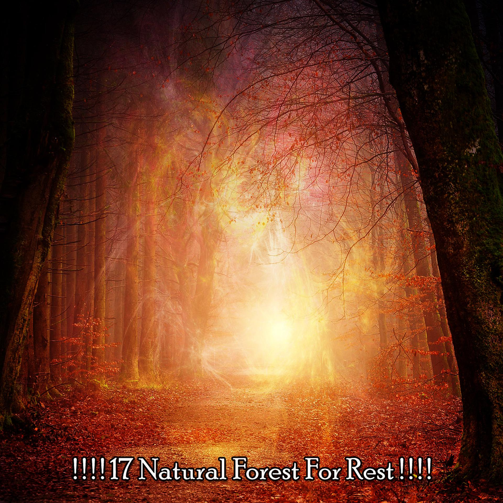 Постер альбома ! ! ! ! 17 Природный лес для отдыха! ! ! !