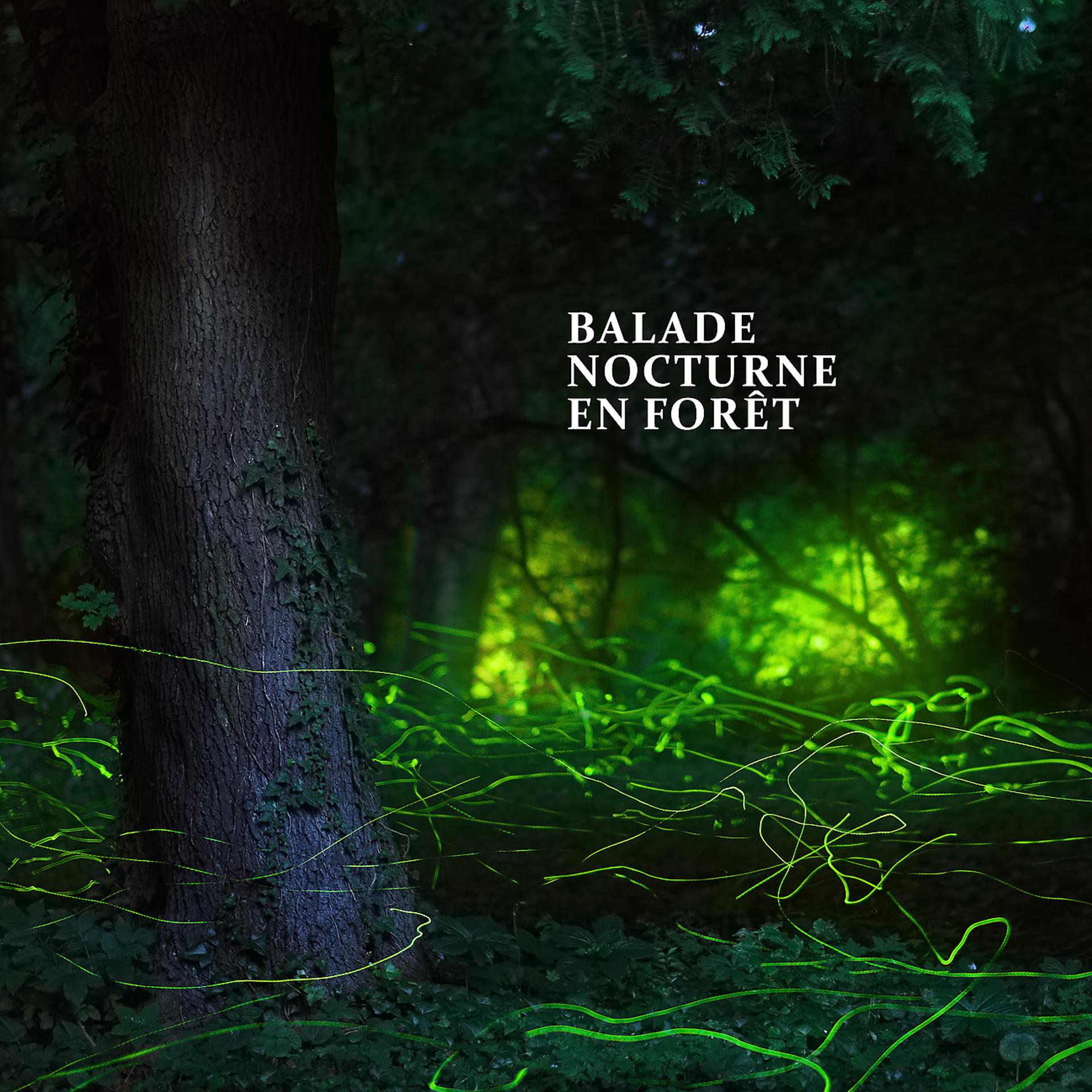 Постер альбома Balade nocturne en forêt