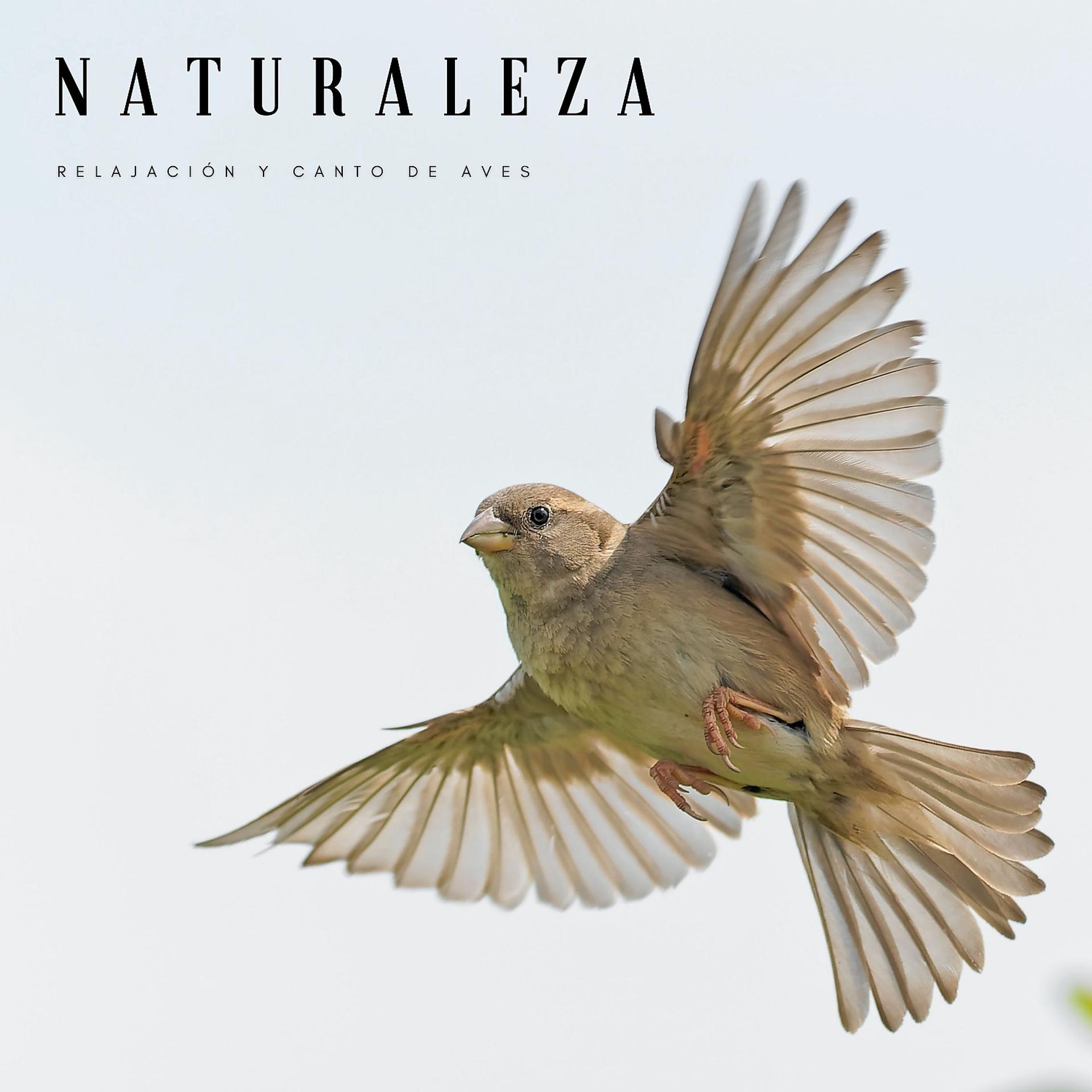 Постер альбома Naturaleza: Relajación y Canto De Aves