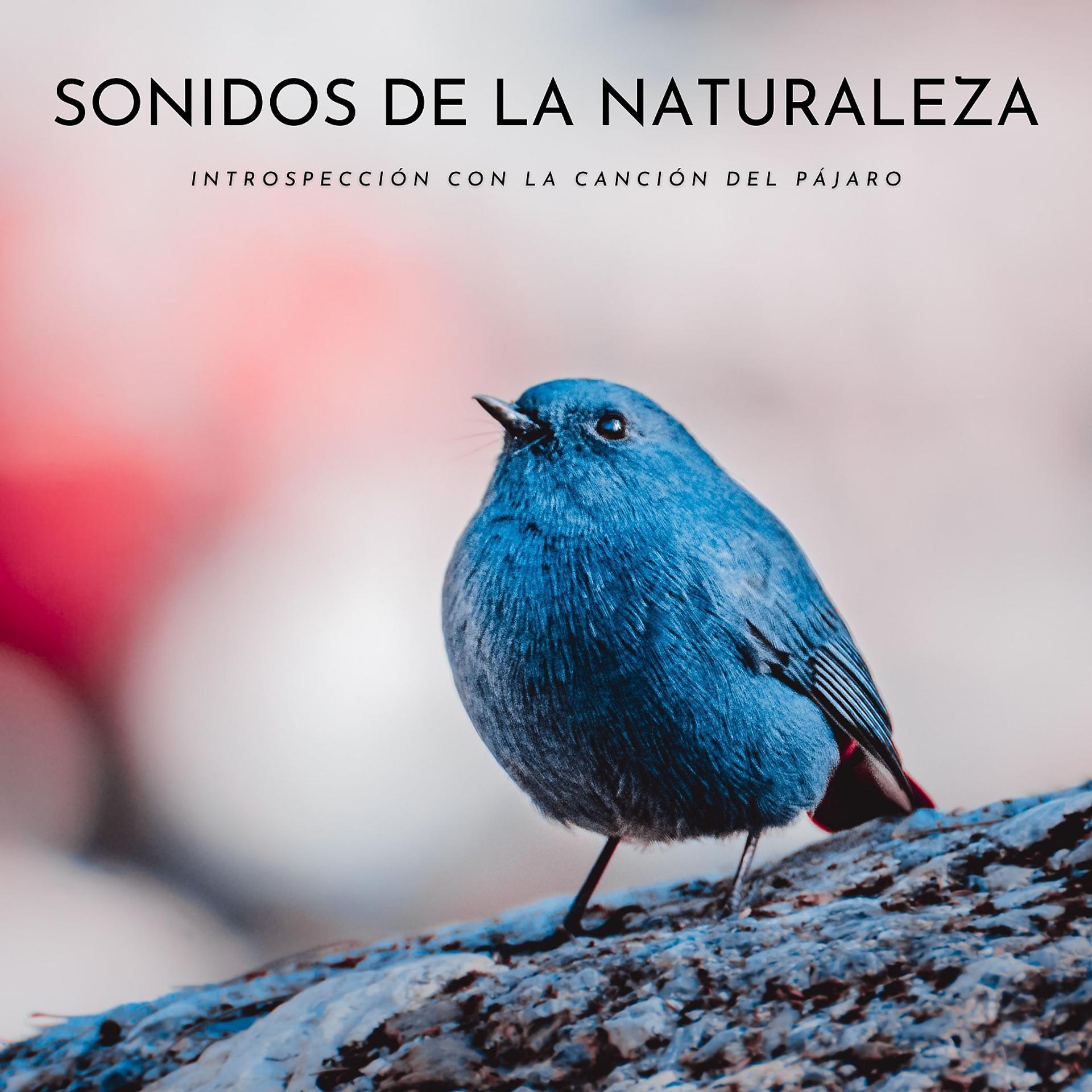 Постер альбома Sonidos De La Naturaleza: Introspección Con La Canción Del Pájaro