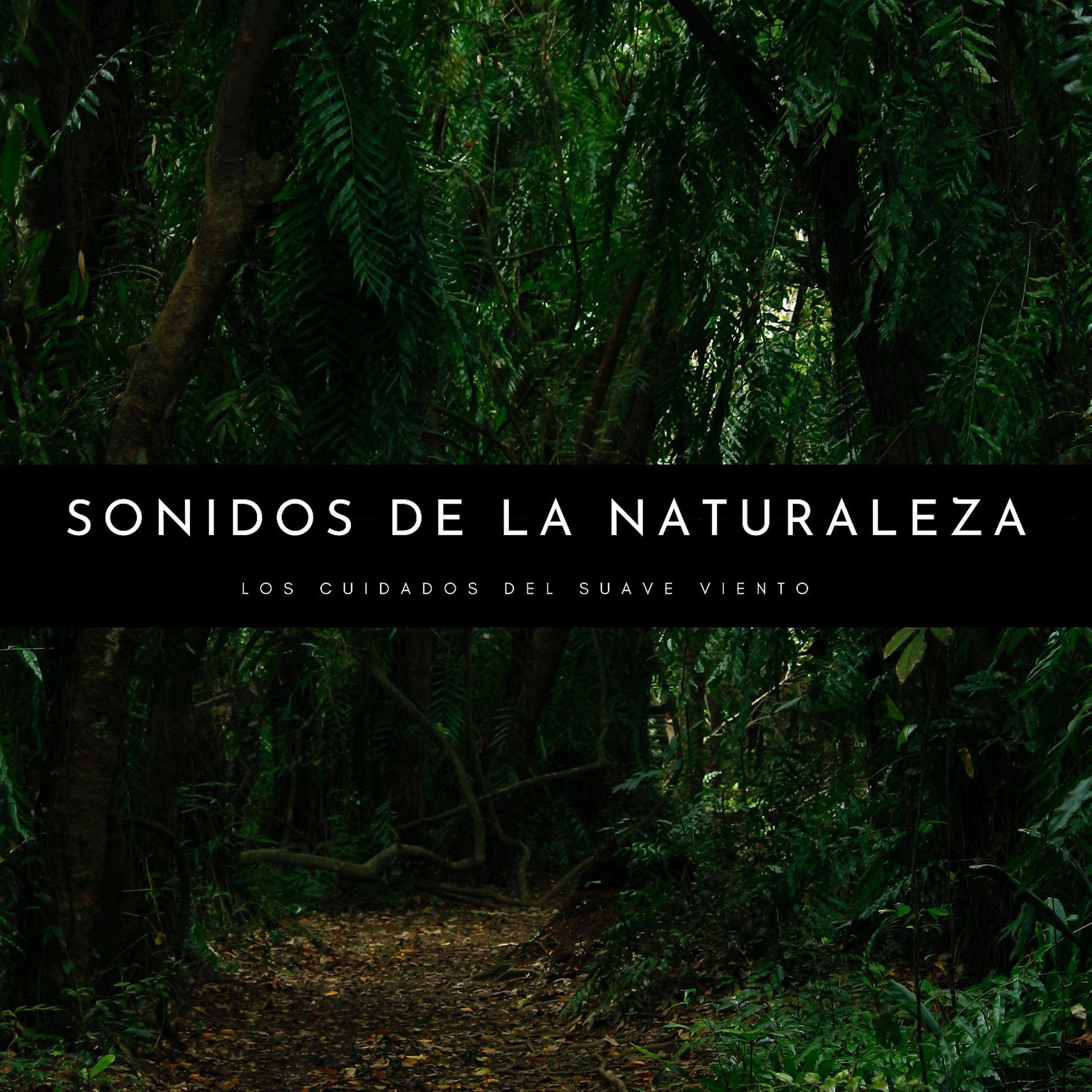 Постер альбома Sonidos De La Naturaleza: Los Cuidados Del Suave Viento