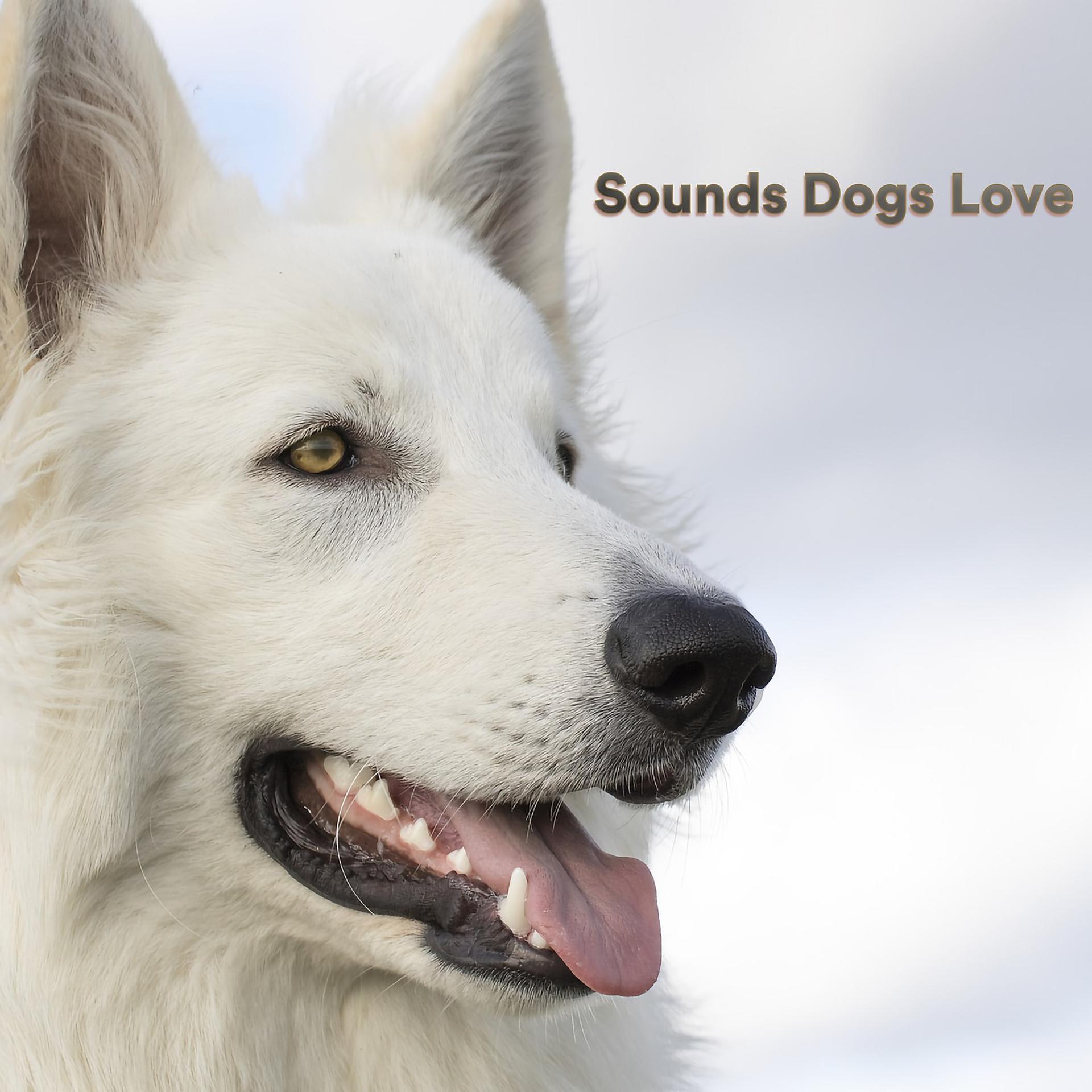 Постер альбома Sounds Dogs Love