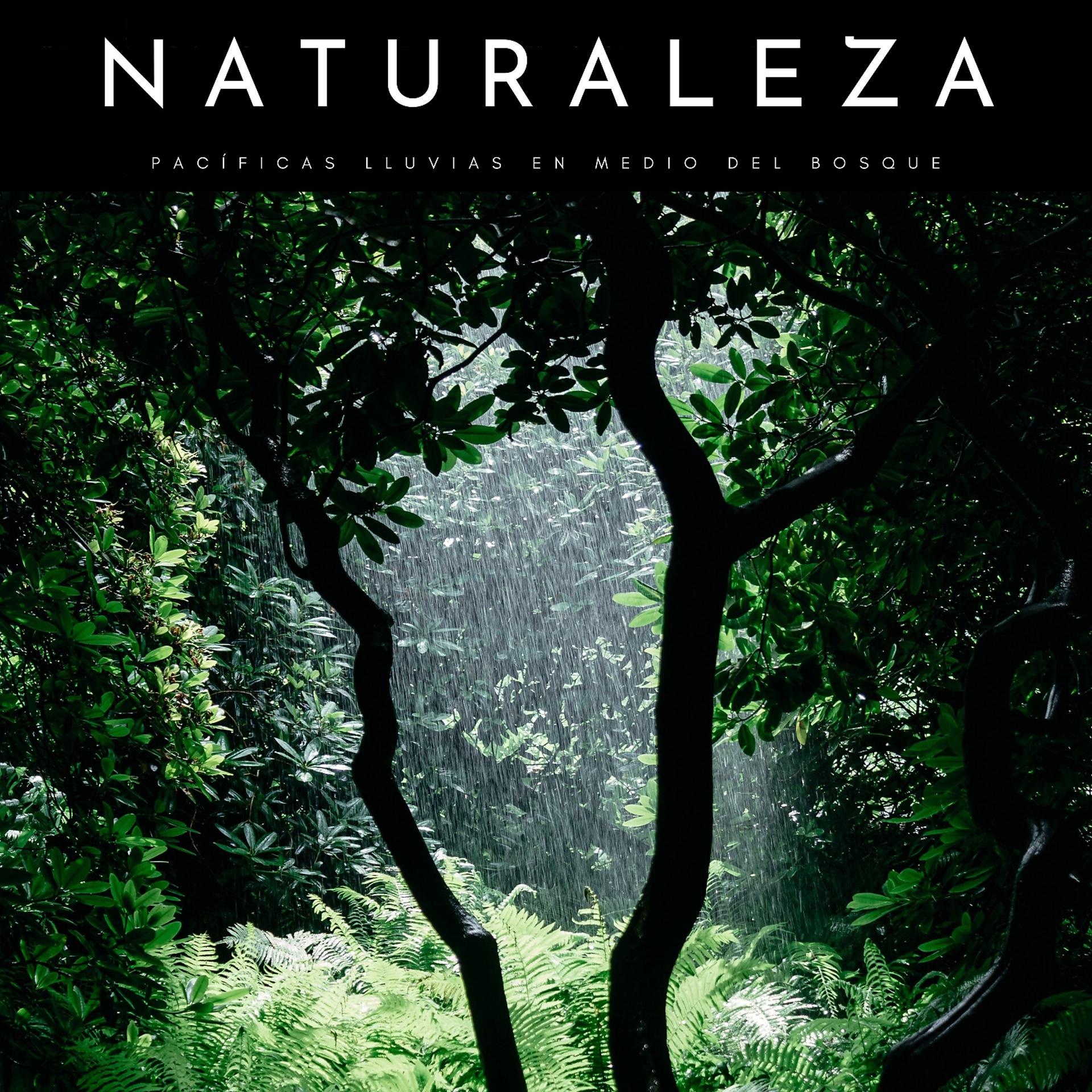 Постер альбома Naturaleza: Pacíficas Lluvias En Medio Del Bosque