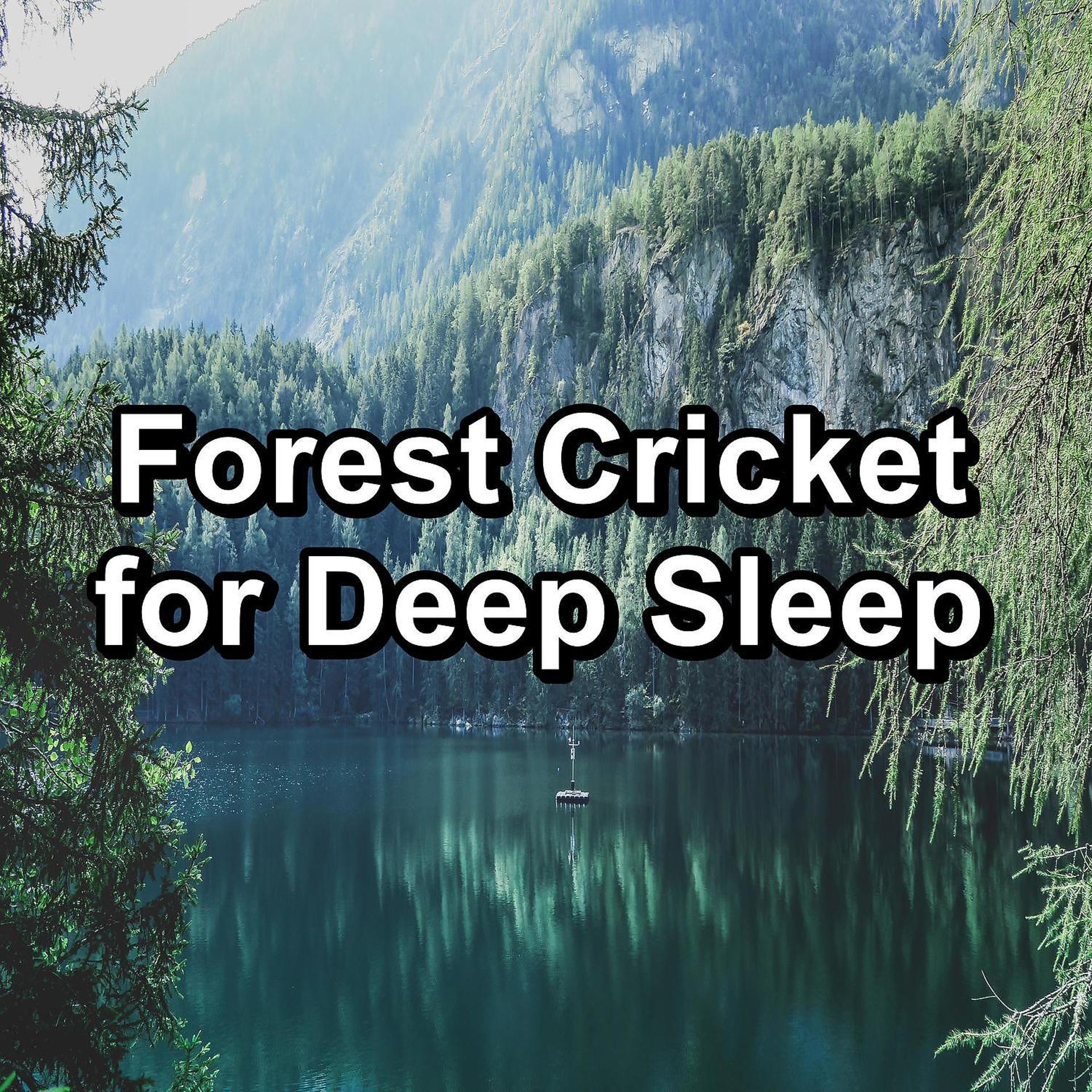 Постер альбома Forest Cricket for Deep Sleep
