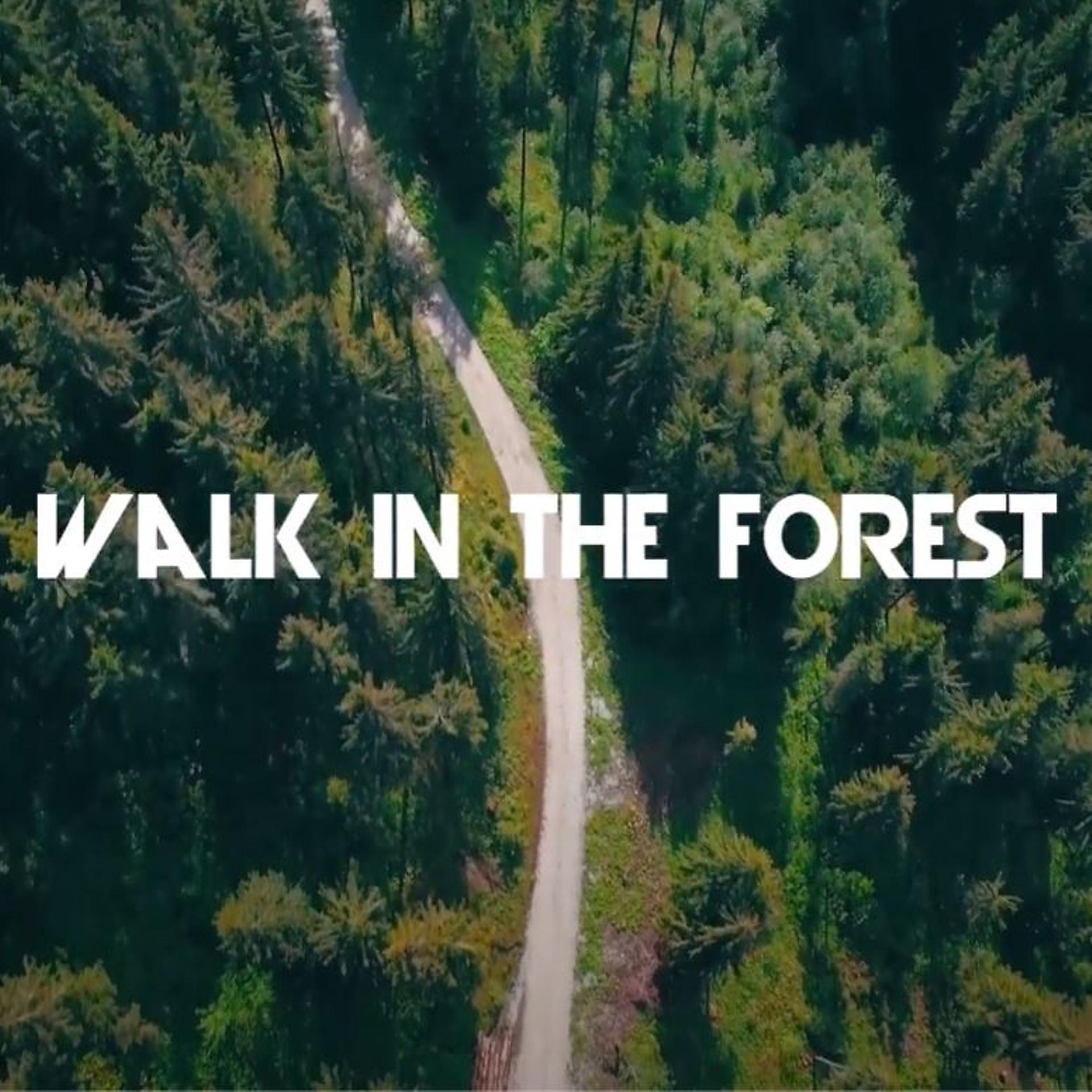 Постер альбома Walk in the Forest