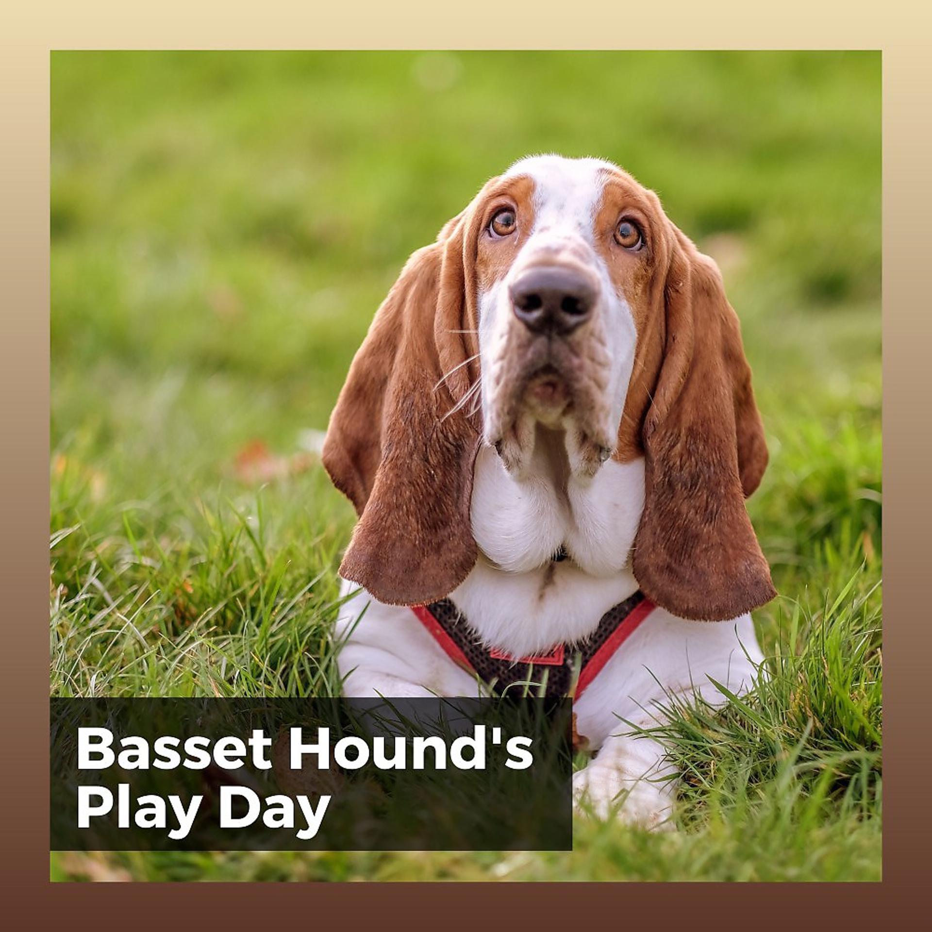 Постер альбома Basset Hound's Play Day