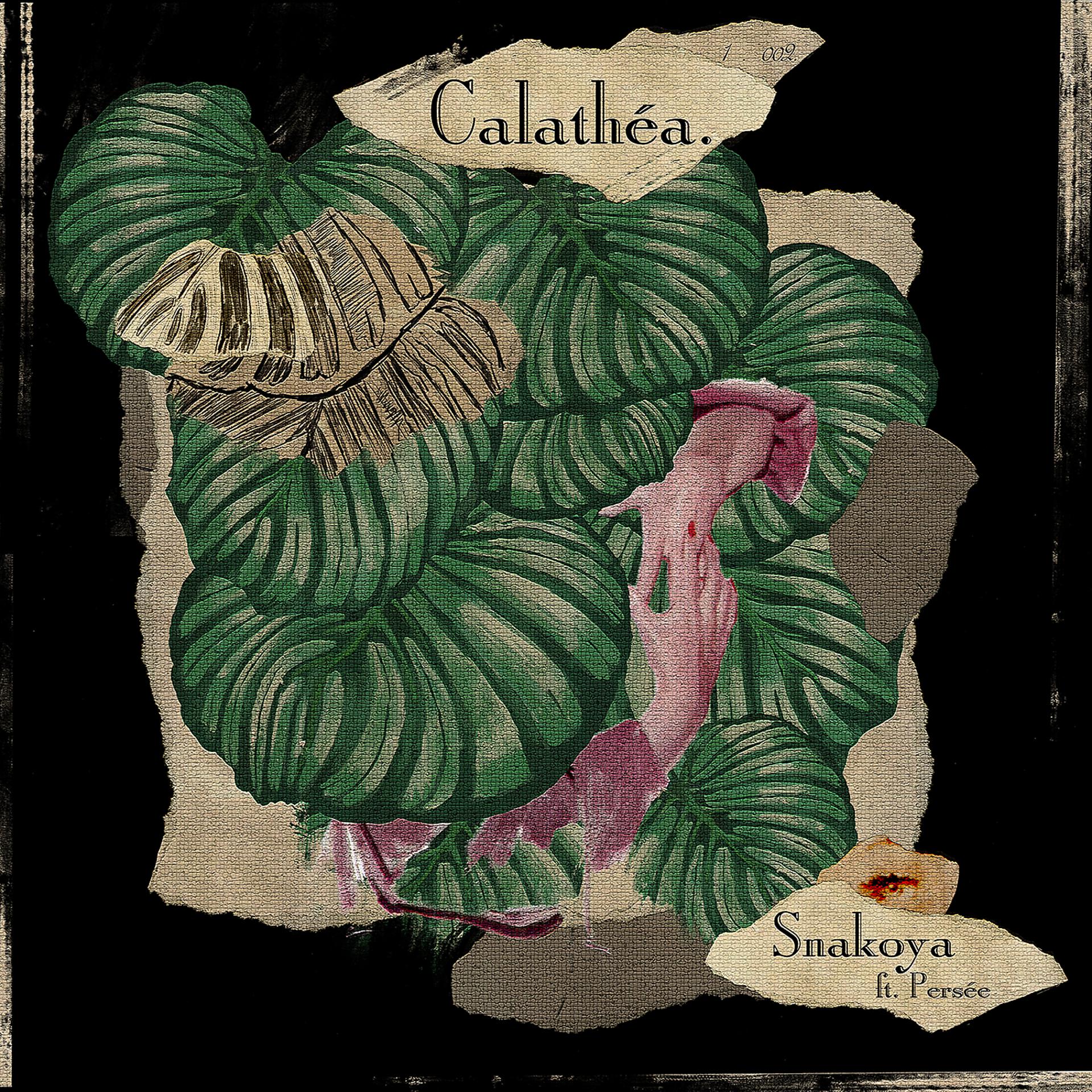 Постер альбома Calathea