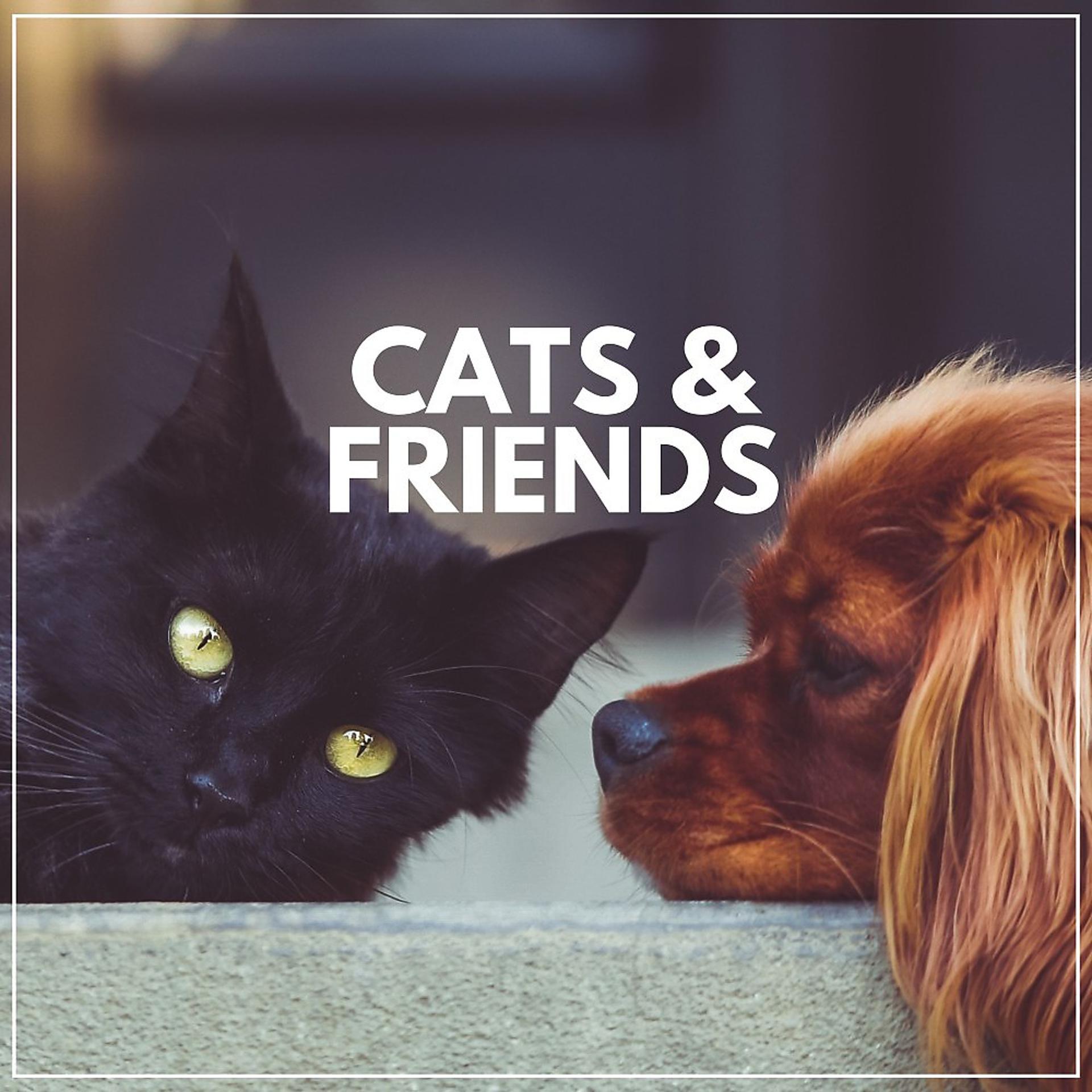 Постер альбома Cats & Friends