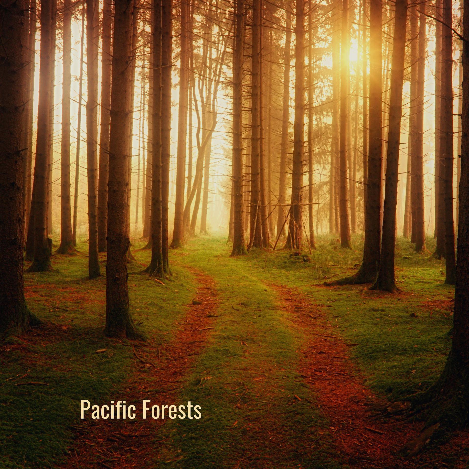 Постер альбома Pacific Forest