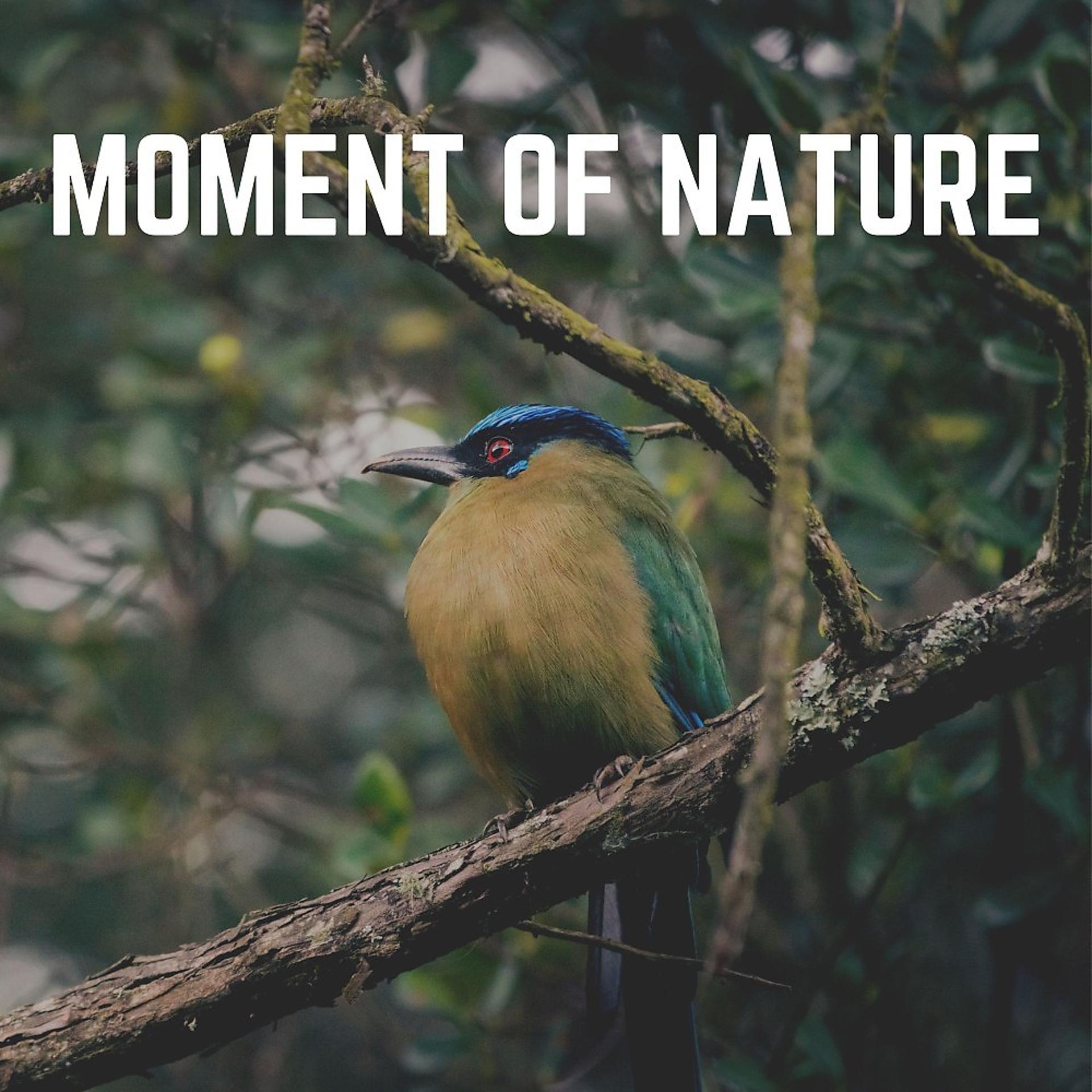 Постер альбома Moment of Nature