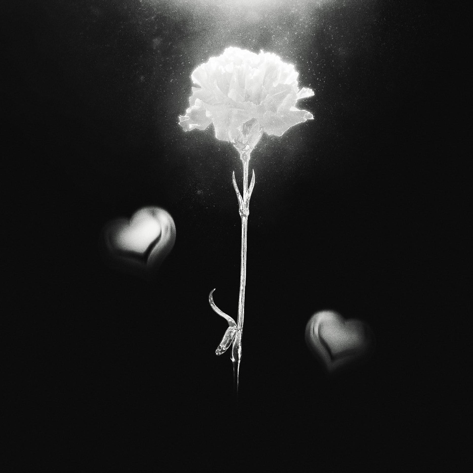 Постер альбома White Carnation