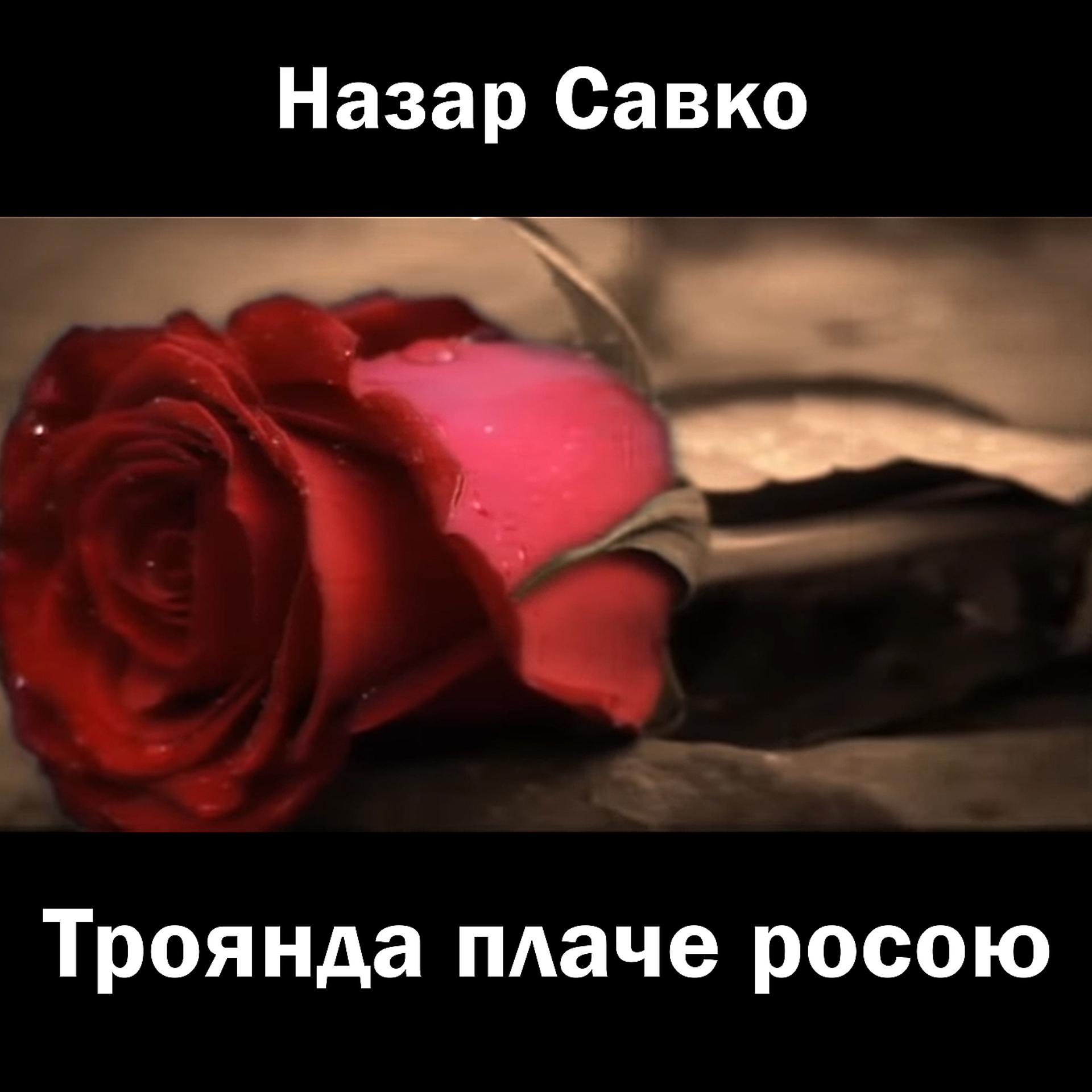 Постер альбома Троянда плаче росою