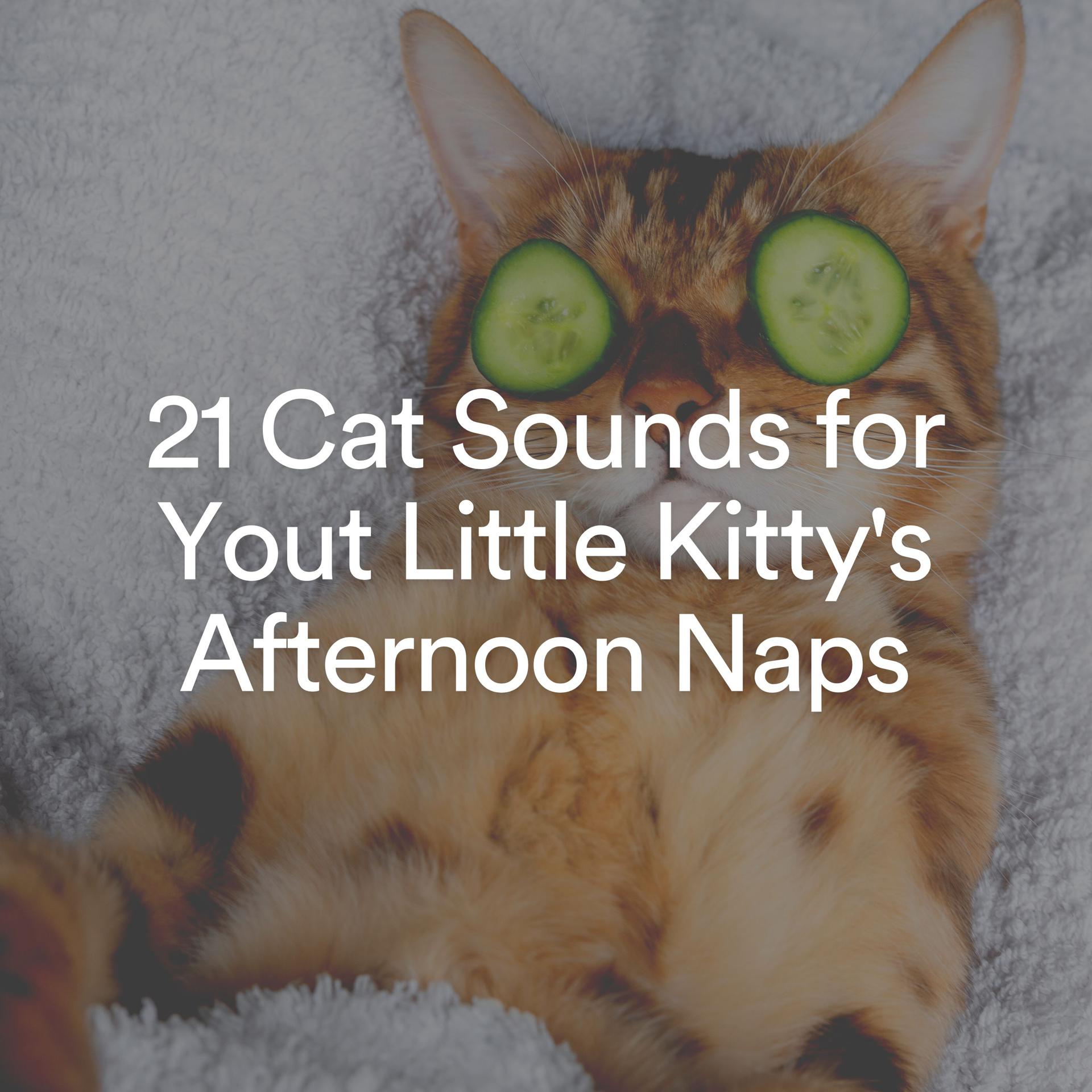 Постер альбома 21 Cat Sounds for Yout Little Kitty's Afternoon Naps