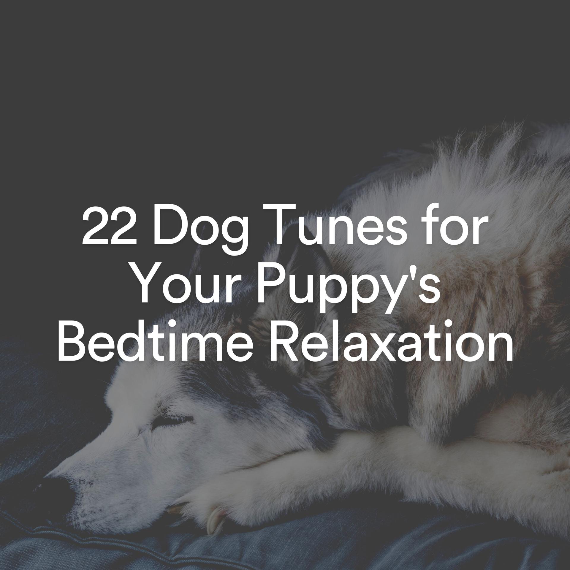Постер альбома 22 Dog Tunes for Your Puppy's Bedtime Relaxation