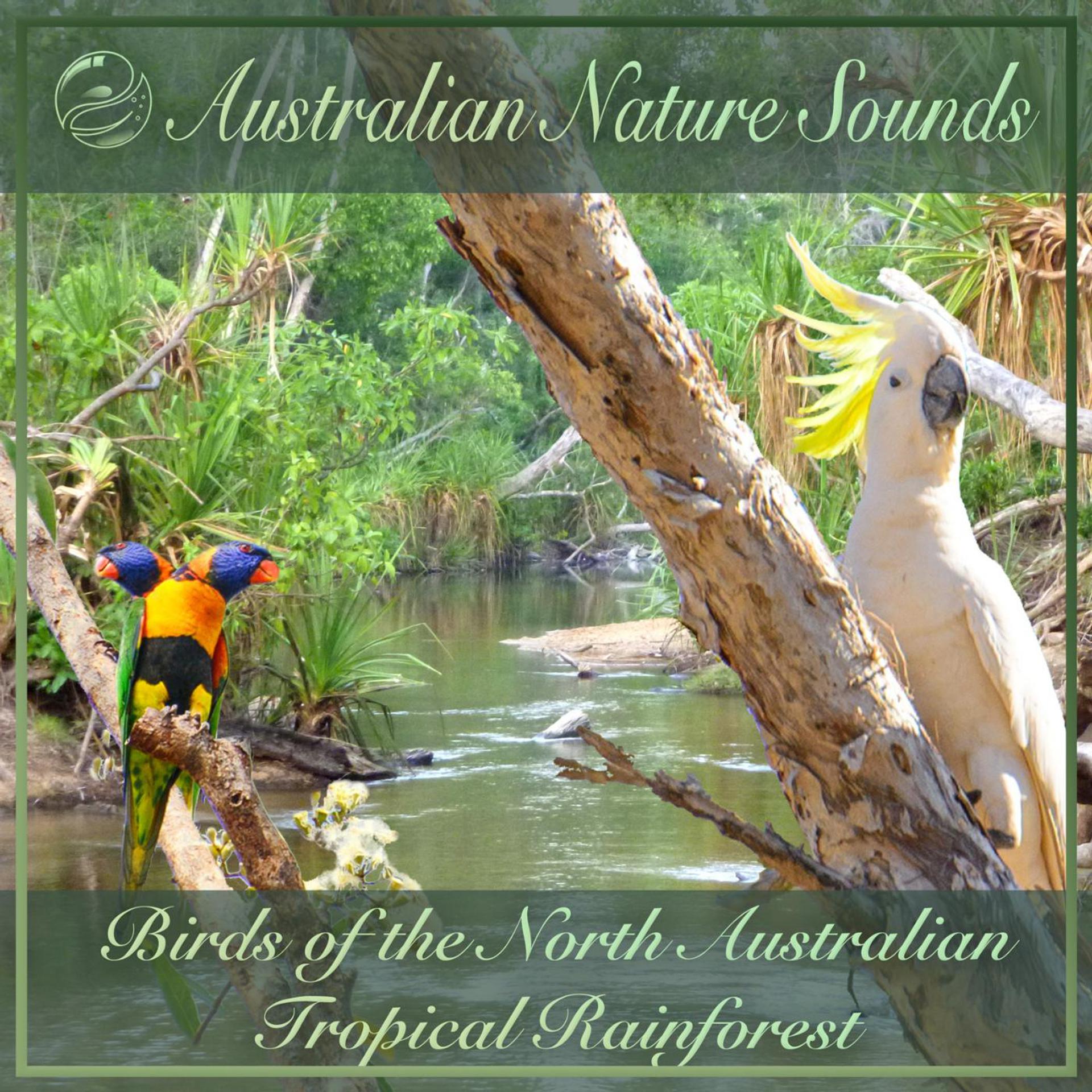Постер альбома Birds of the North Australian Tropical Rainforest