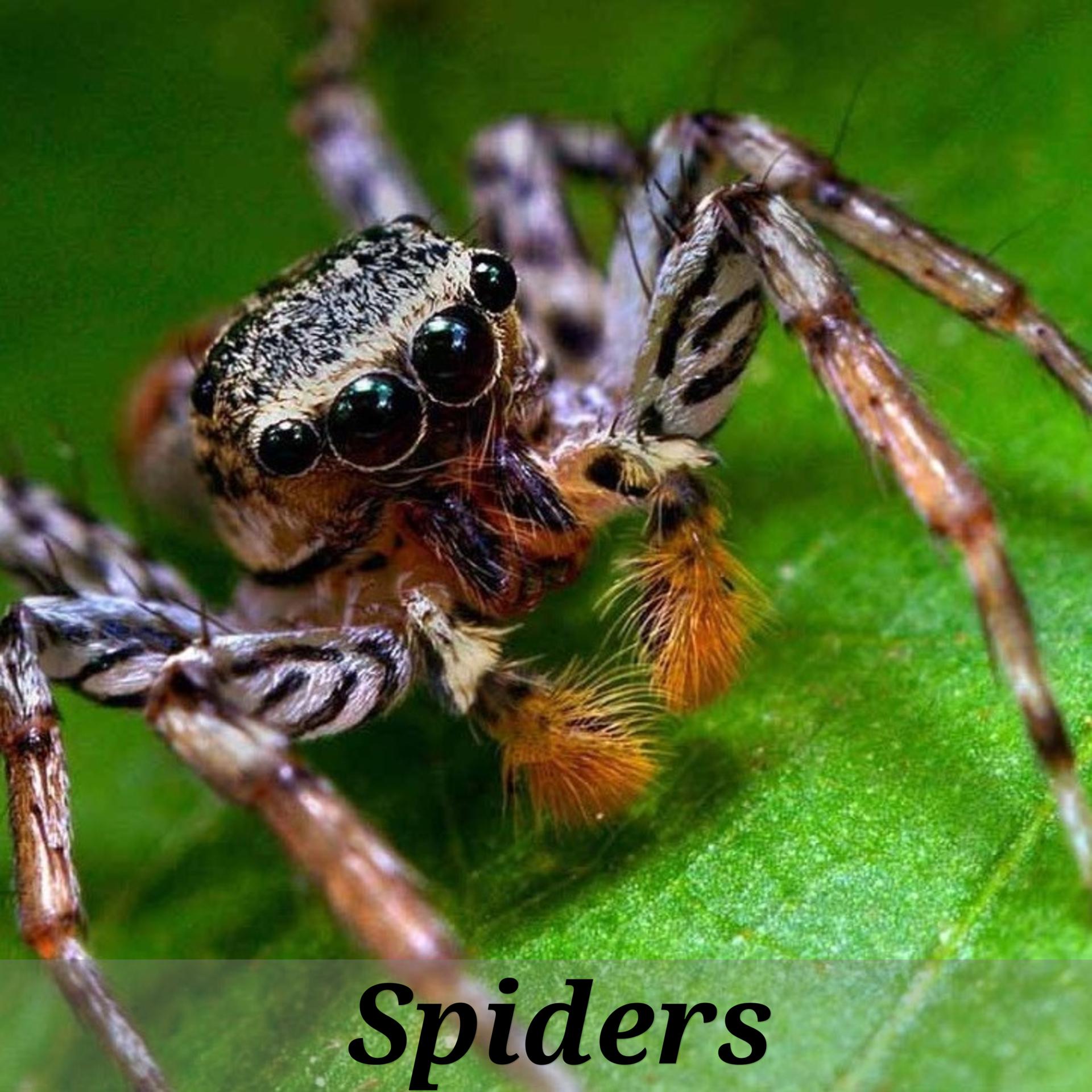 Постер альбома Spiders