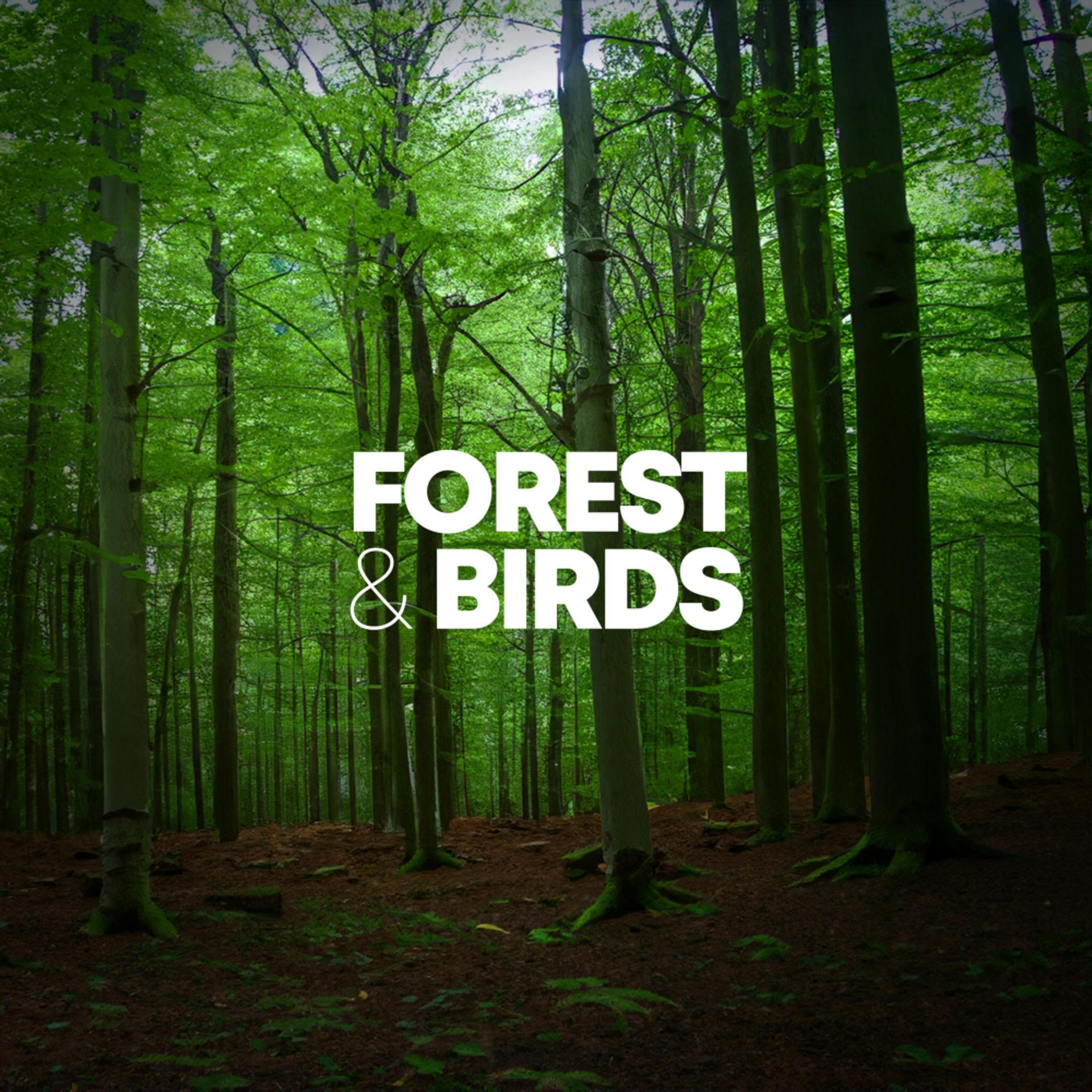 Постер альбома Forest & Birds