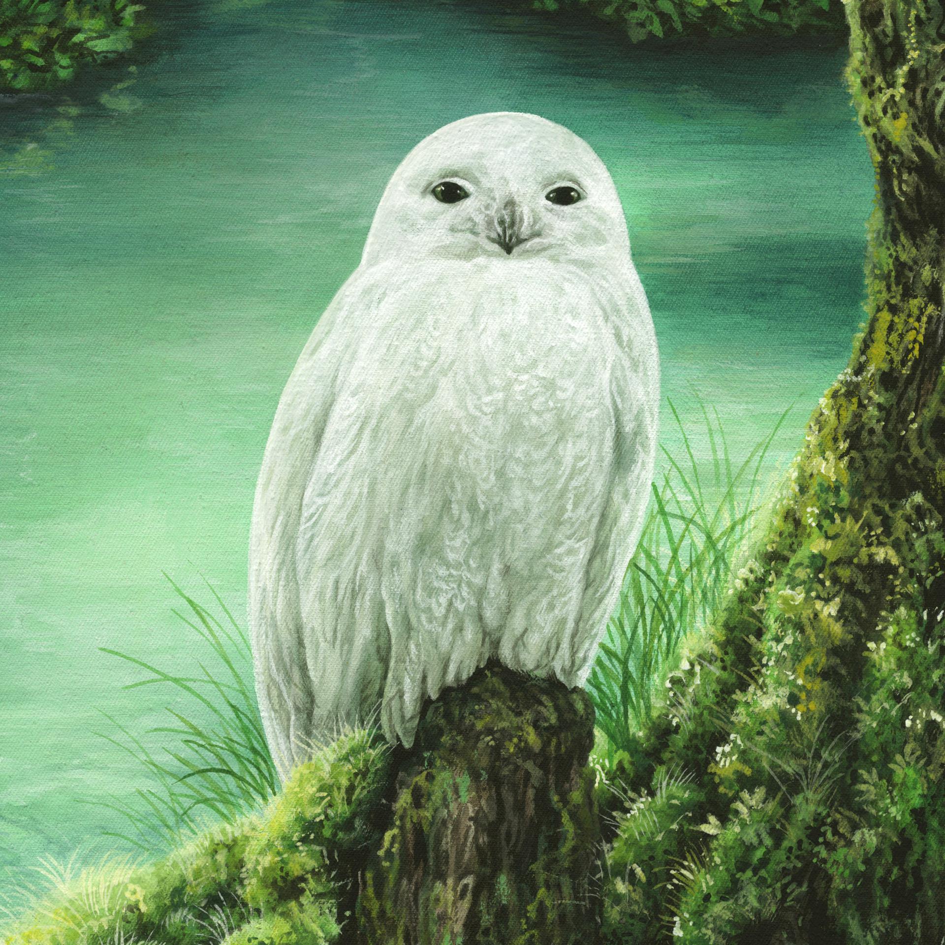 Постер альбома Whiite Owl