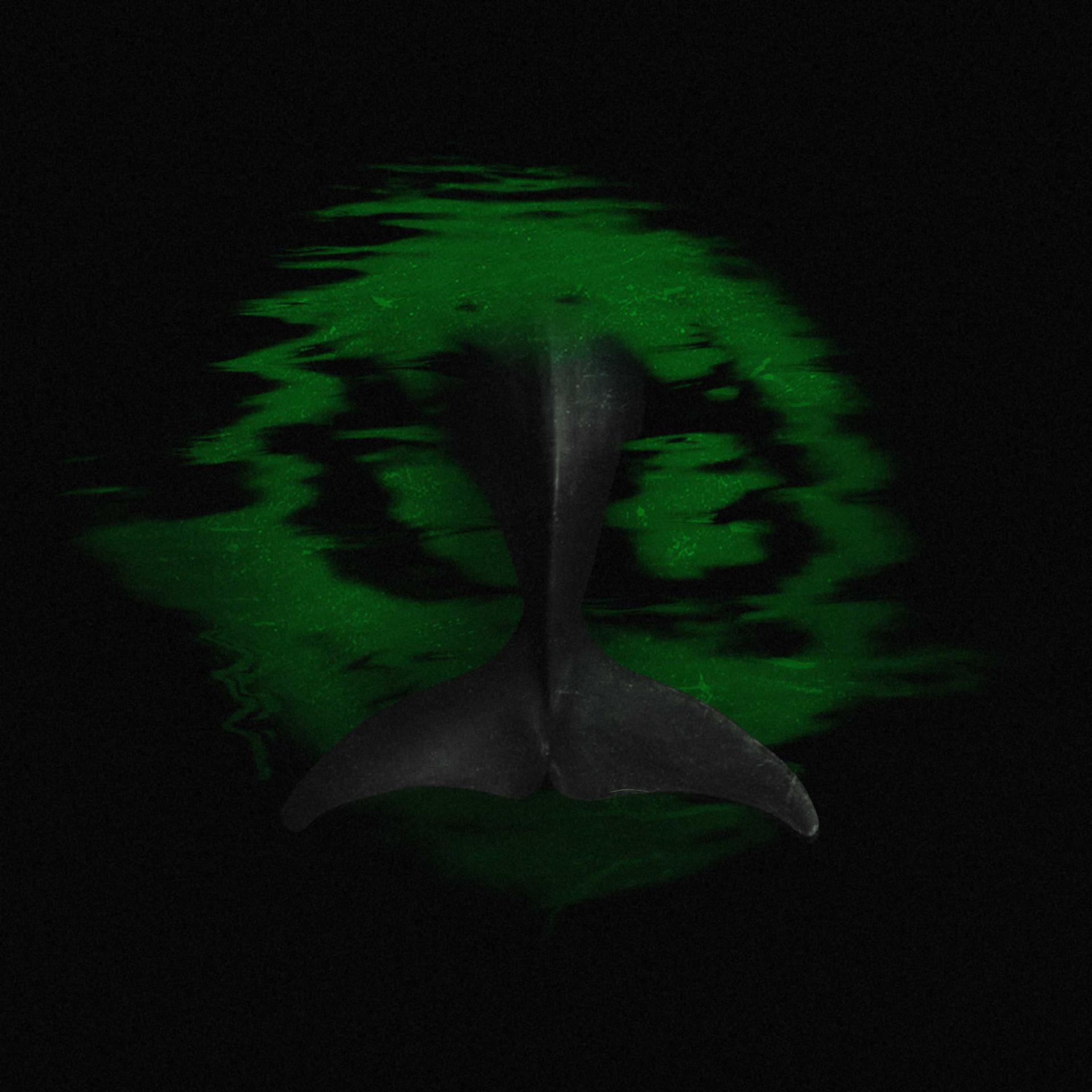 Постер альбома Дельфин