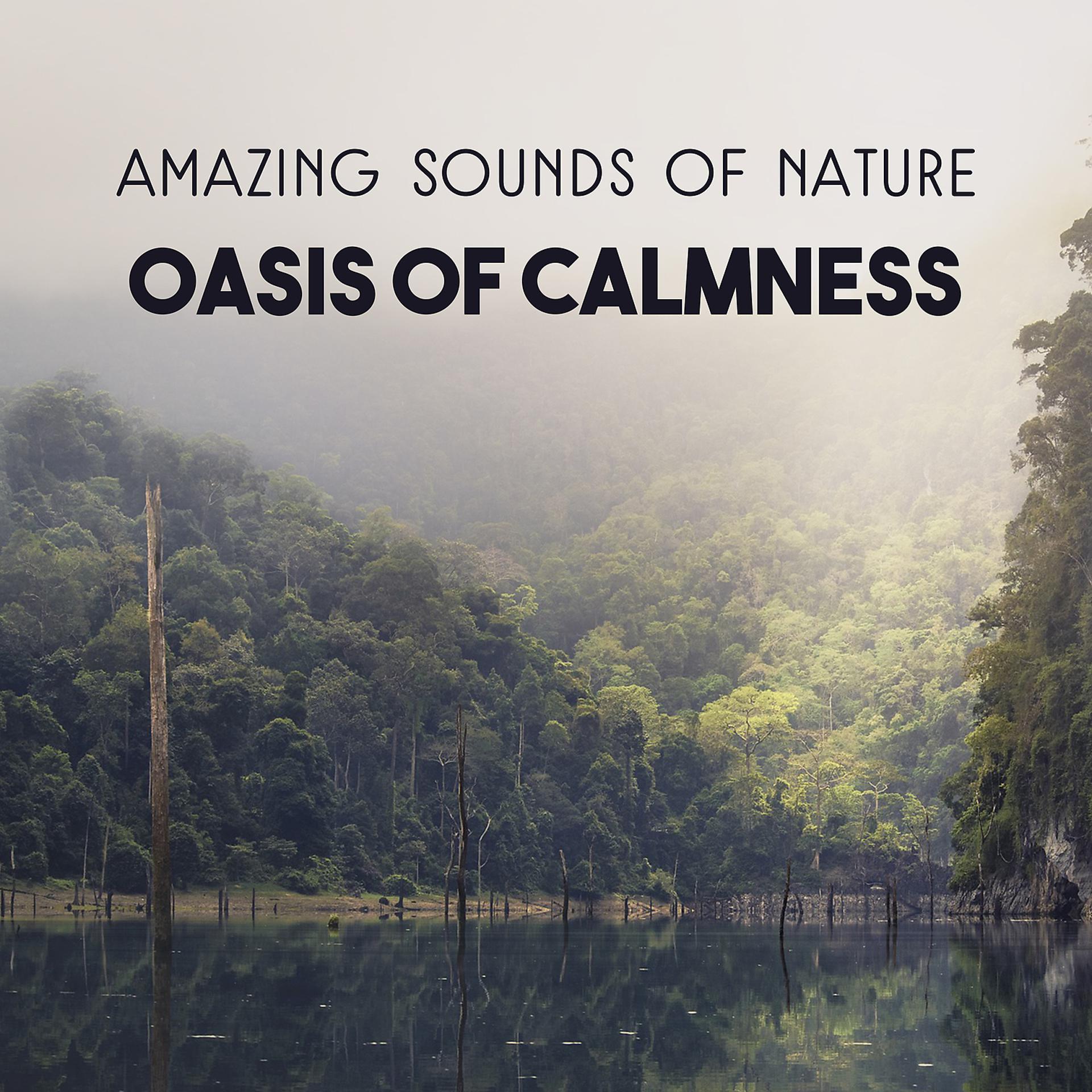 Постер альбома Amazing Sounds of Nature: Oasis of Calmness – Peaceful Background for Relaxation and Meditation, Mental Clarity, Release Emotions and Get Positive Attitude, Improve Mindfulness