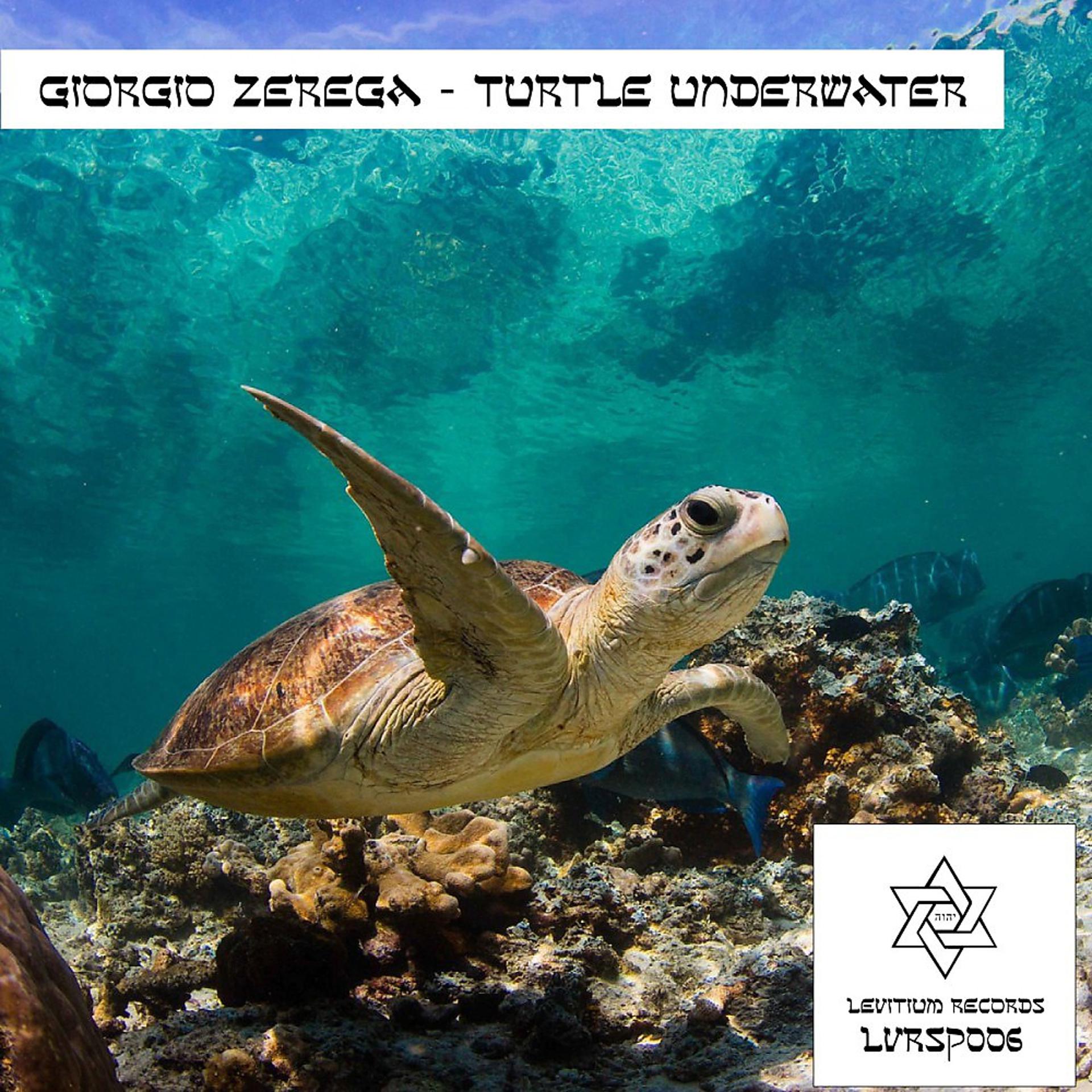 Постер альбома Turtle Underwater