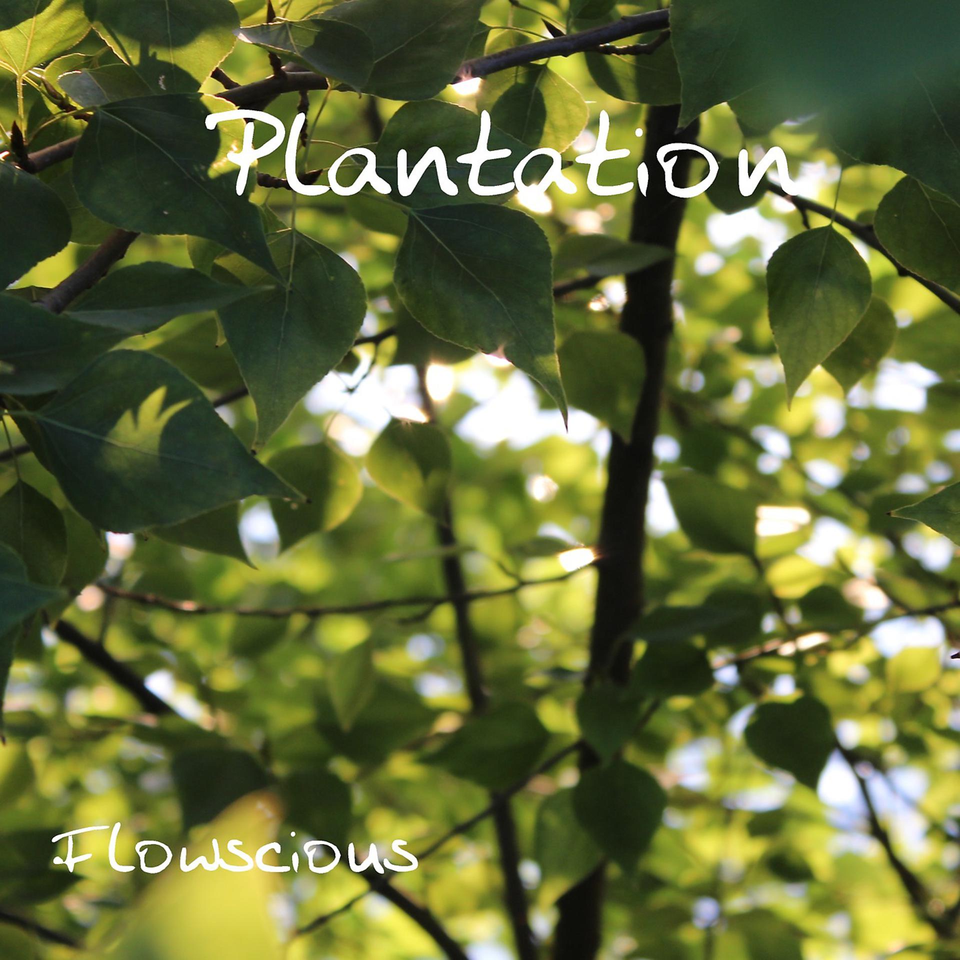 Постер альбома Plantation