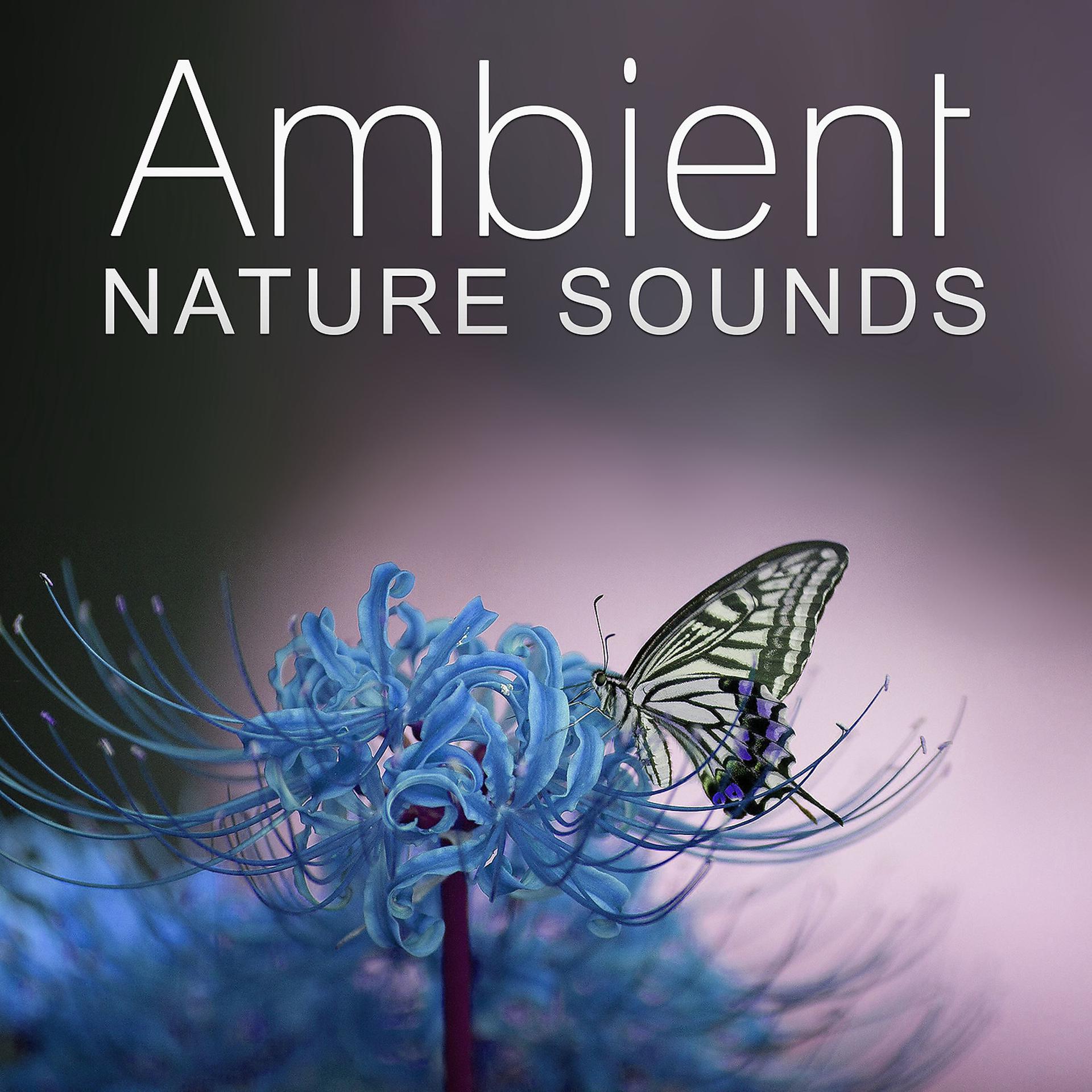 Постер альбома Ambient Nature Sounds - Close the Nature Music, Nature Sound Collection