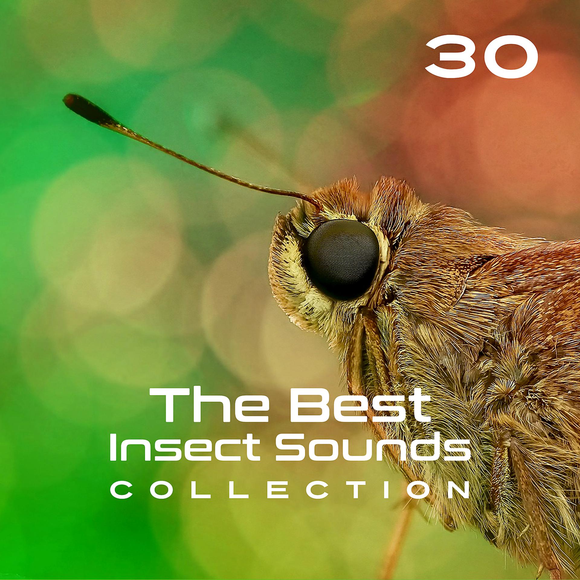 Постер альбома 30 the Best Insect Sounds Collection: Fly with Creature, Sound Effects, Magic Library