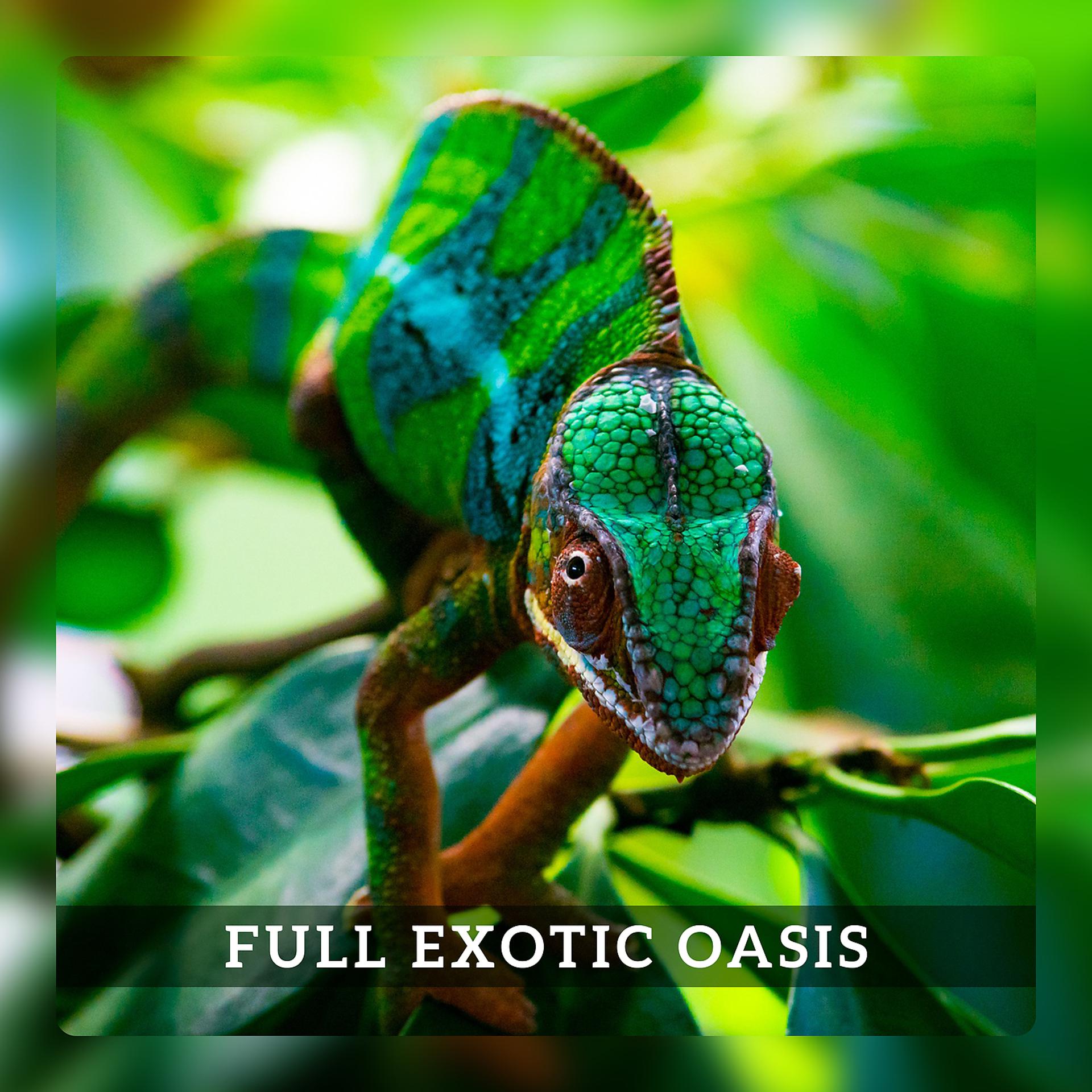 Постер альбома Full Exotic Oasis - Tropical Pleasure, Balinese Paradise, Aloha Adventure, Island of Life