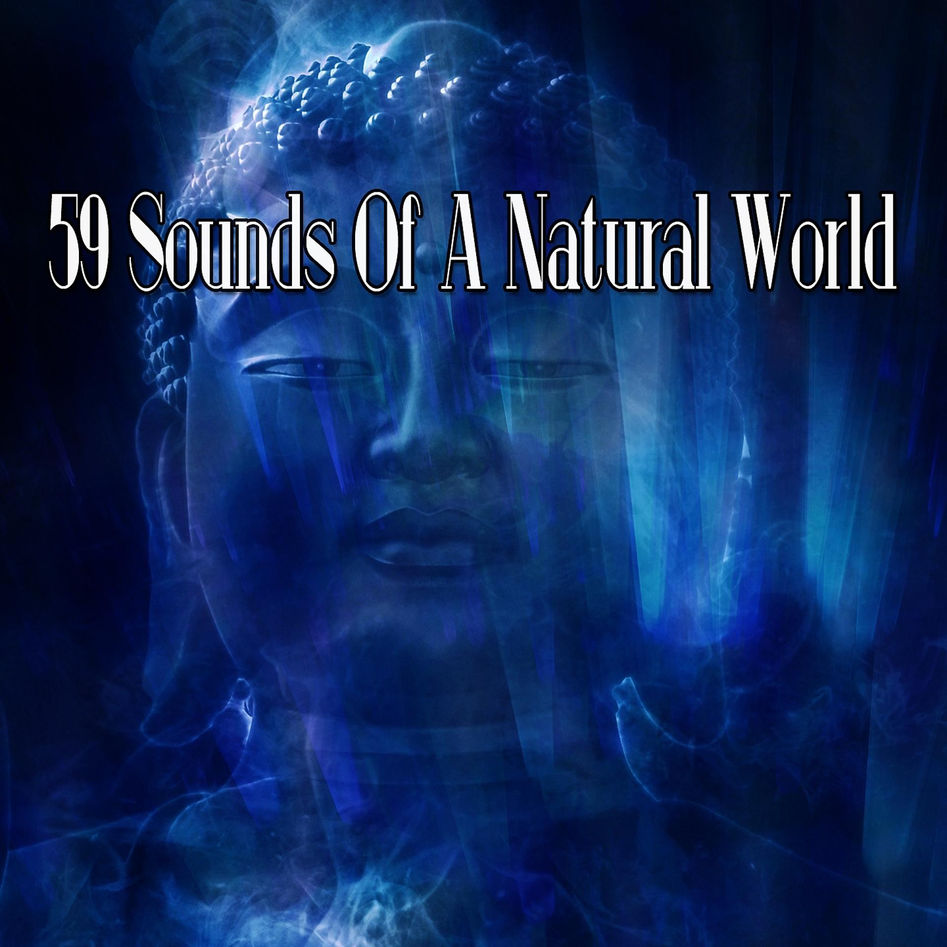 Постер альбома 59 Sounds Of A Natural World