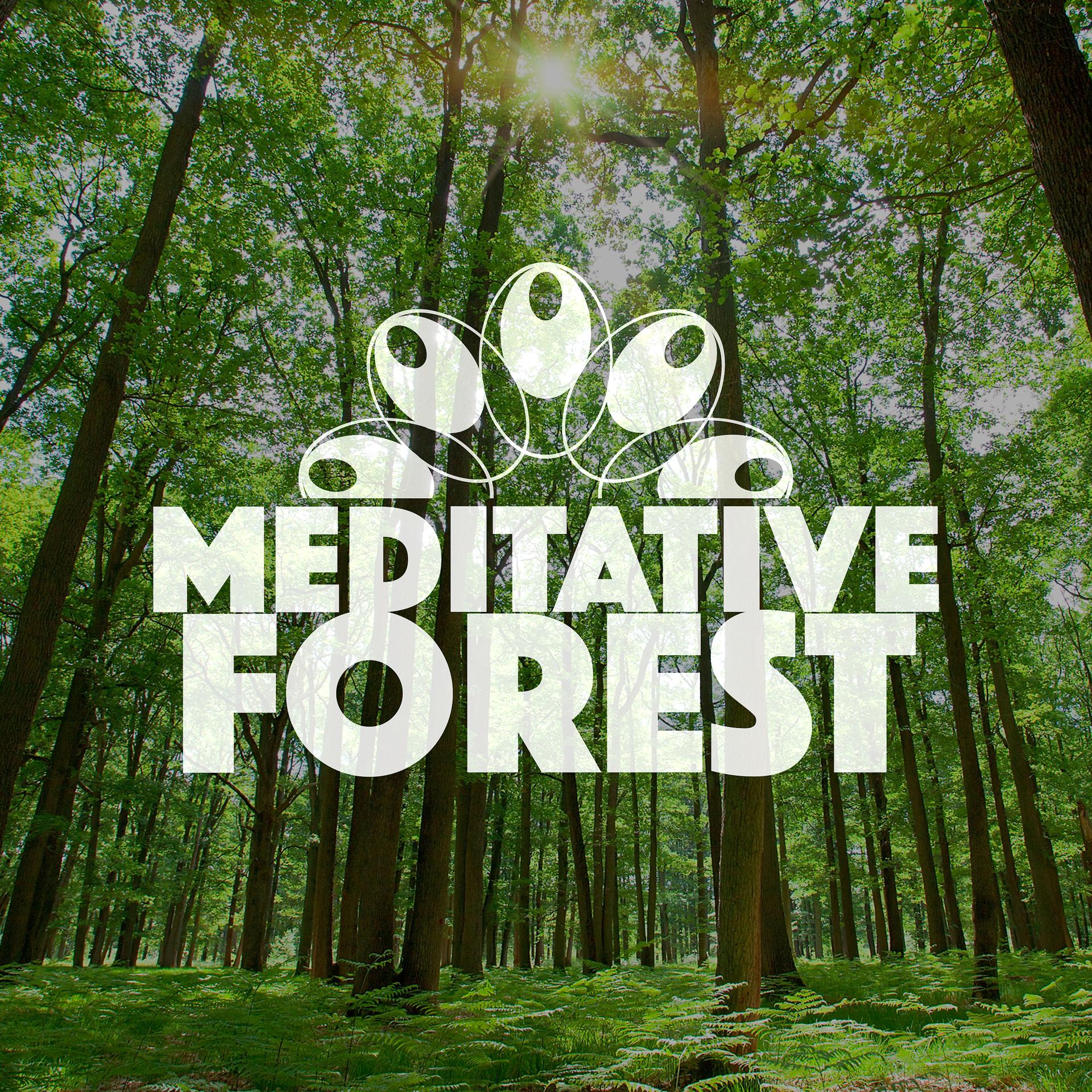 Постер альбома Meditative Forest